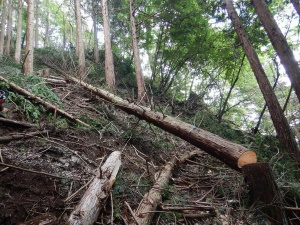 森林整備事業ー間伐